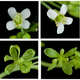 Image for article titled This Parasite Can Hijack A Plant's Reproductive System